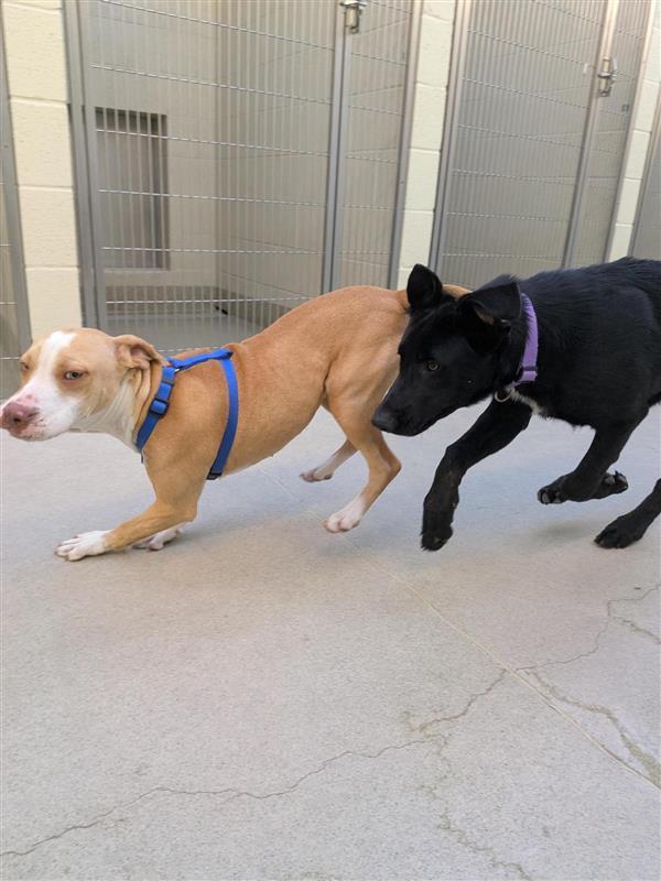 Enlarge Shrug, a Adopted Pit Bull Terrier in Elk Grove, CA image 2/2