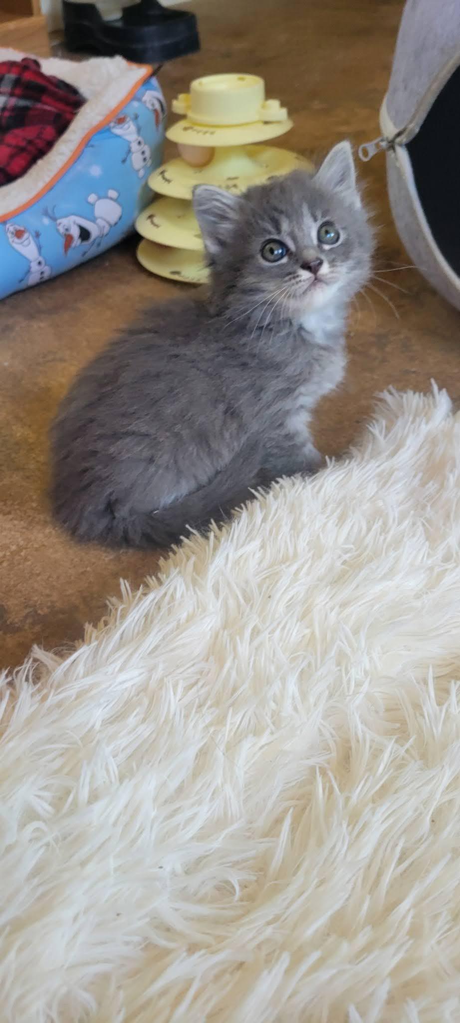 Enlarge Mia, a Adoptable Domestic Long Hair in Roanoke, AL image 1/1