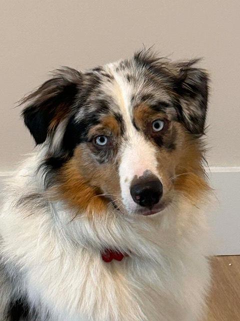 Cashew, Adoptable, Young Male Australian Shepherd.