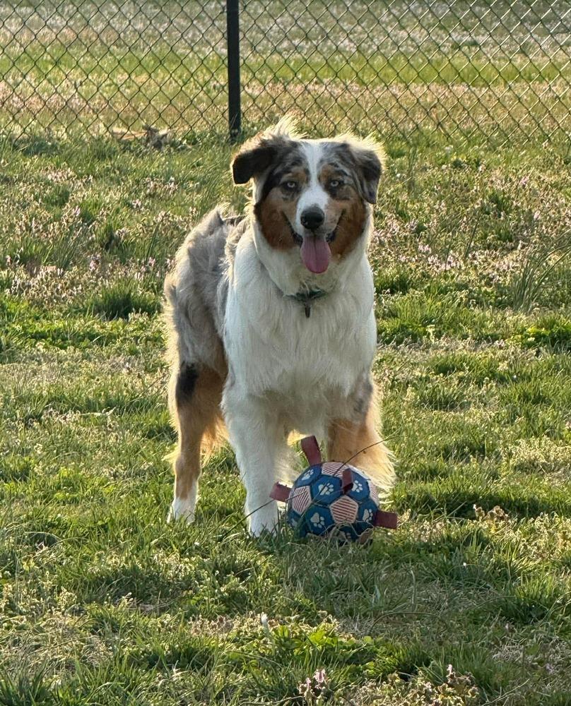Enlarge Cashew, a Adoptable Australian Shepherd in Milton, DE image 2/6