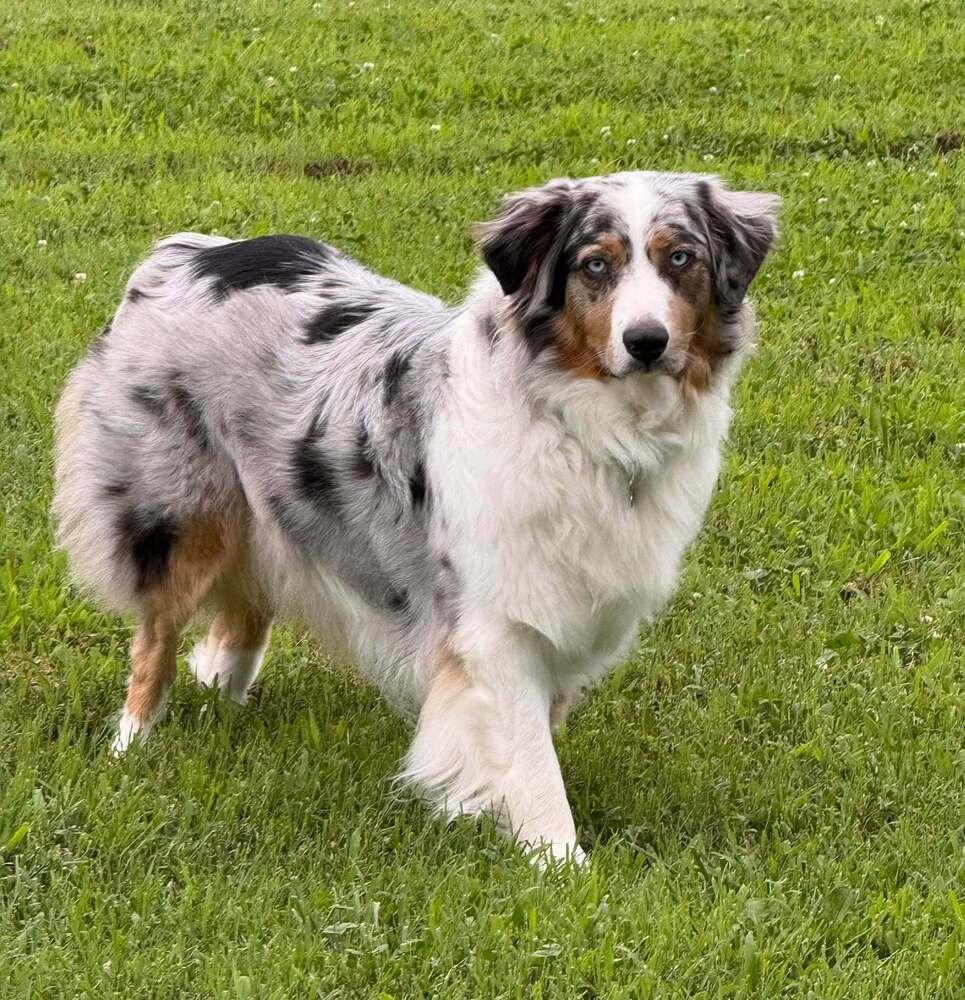 Enlarge Cashew, a Adoptable Australian Shepherd in Milton, DE image 3/6