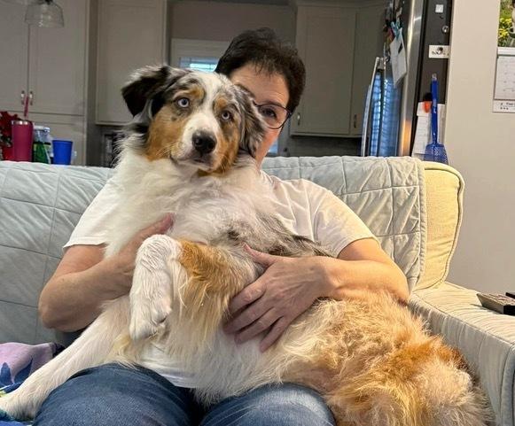 Enlarge Cashew, a Adoptable Australian Shepherd in Ontario, CA image 2/5