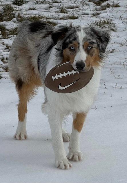 Enlarge Cashew, a Adoptable Australian Shepherd in Ontario, CA image 3/5