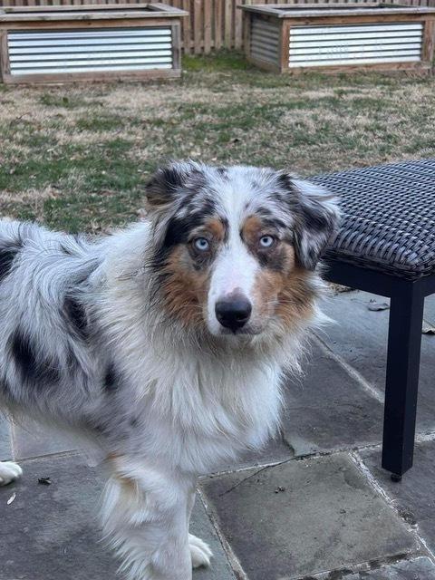 Enlarge Cashew, a Adoptable Australian Shepherd in Ontario, CA image 5/5