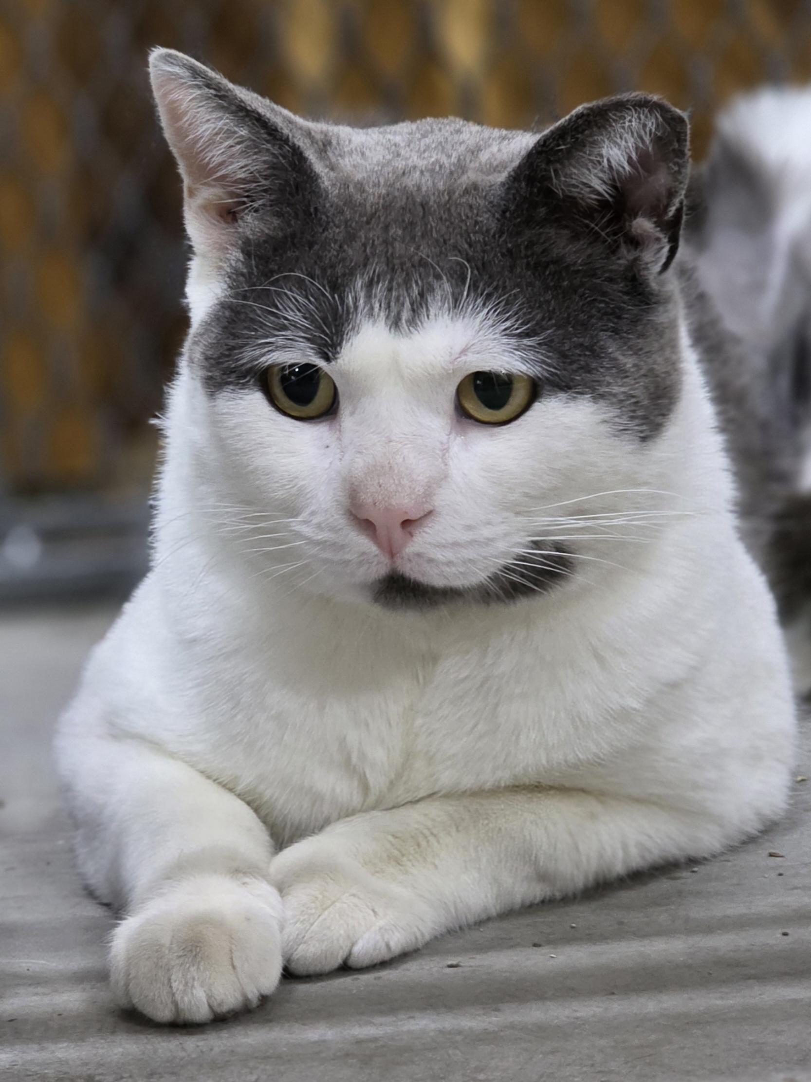 NuNu, adopted, Adult Male Domestic Short Hair.