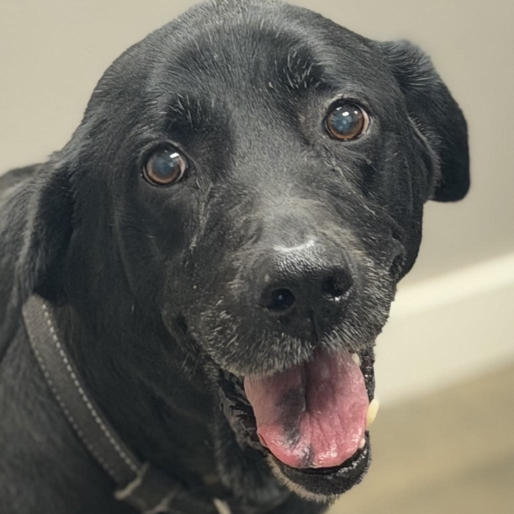 Max, Adoptable, Senior Male Black Labrador Retriever.
