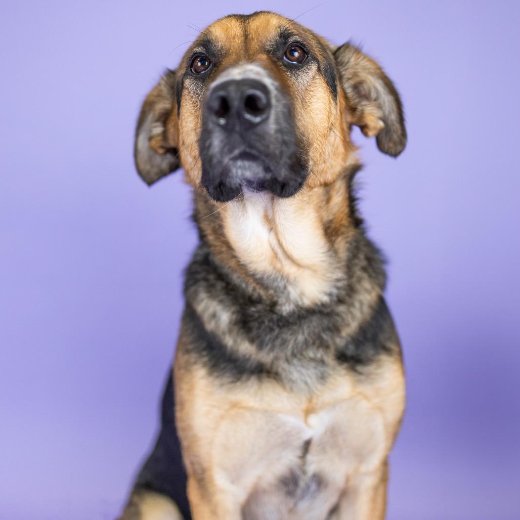 Shandy, Adoptable, Adult Female German Shepherd Dog & Mixed Breed.