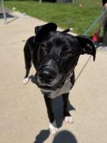 Harold, adopted, Young Male Mixed Breed.