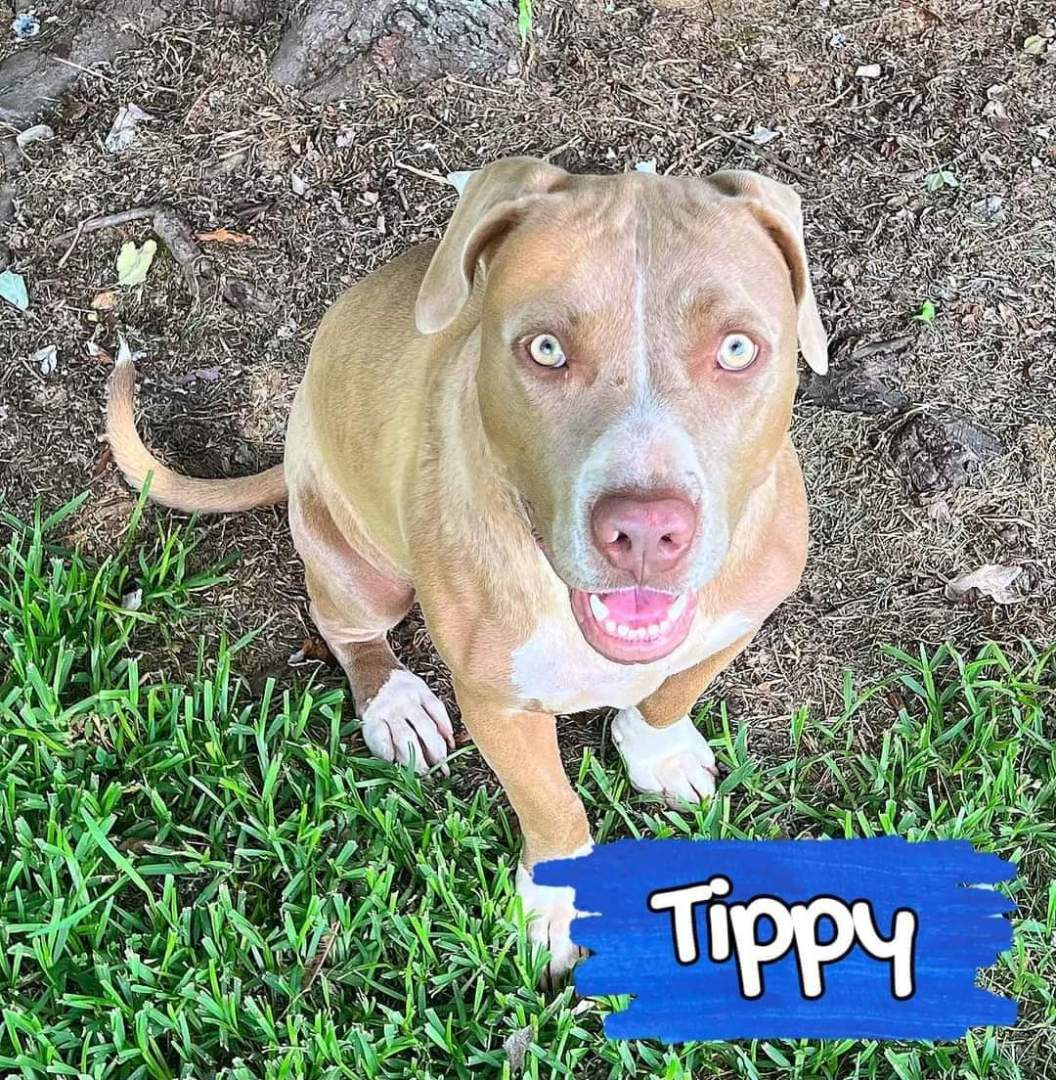 Tippy, Adopted, Young Female American Staffordshire Terrier & Mixed Breed.