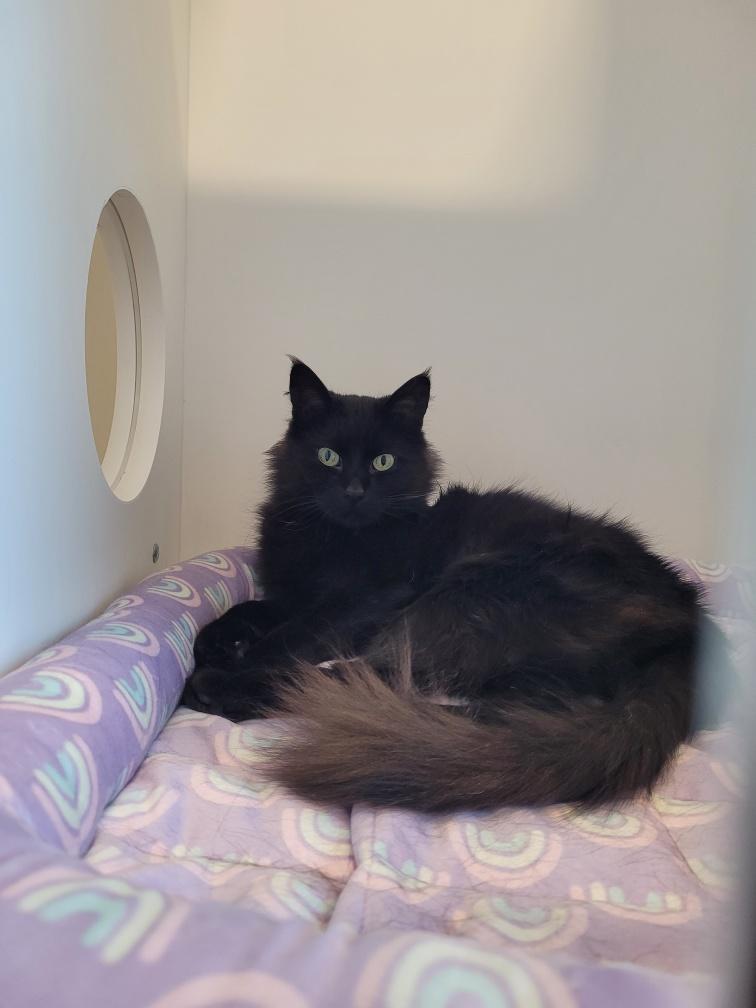 Adeline, ADOPTABLE, Adult Female Domestic Long Hair.