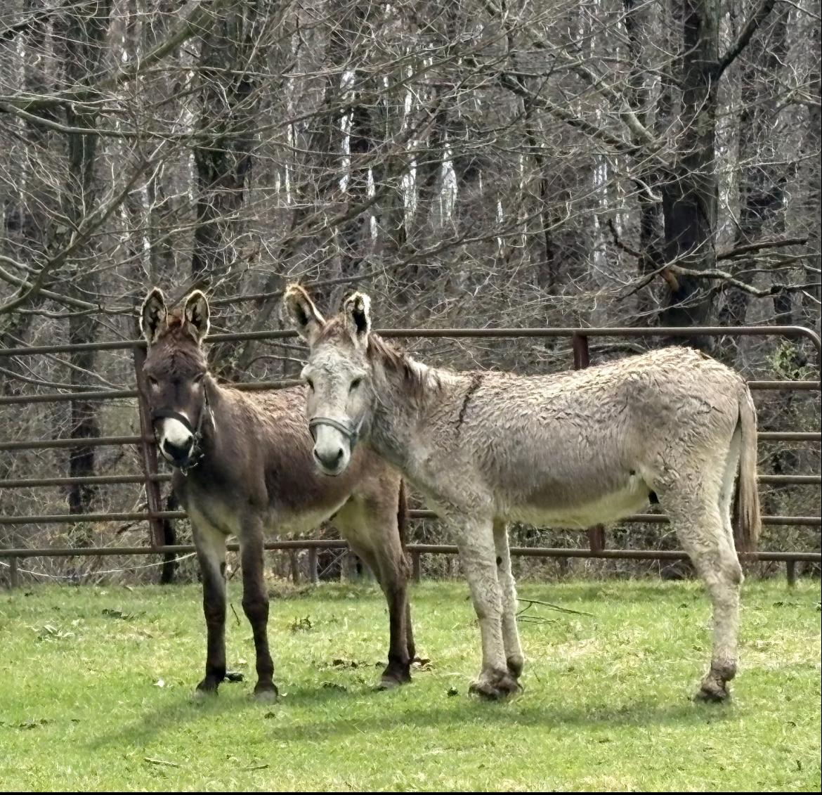 Rudy & Silas, ADOPTABLE, Adult Male Donkey.