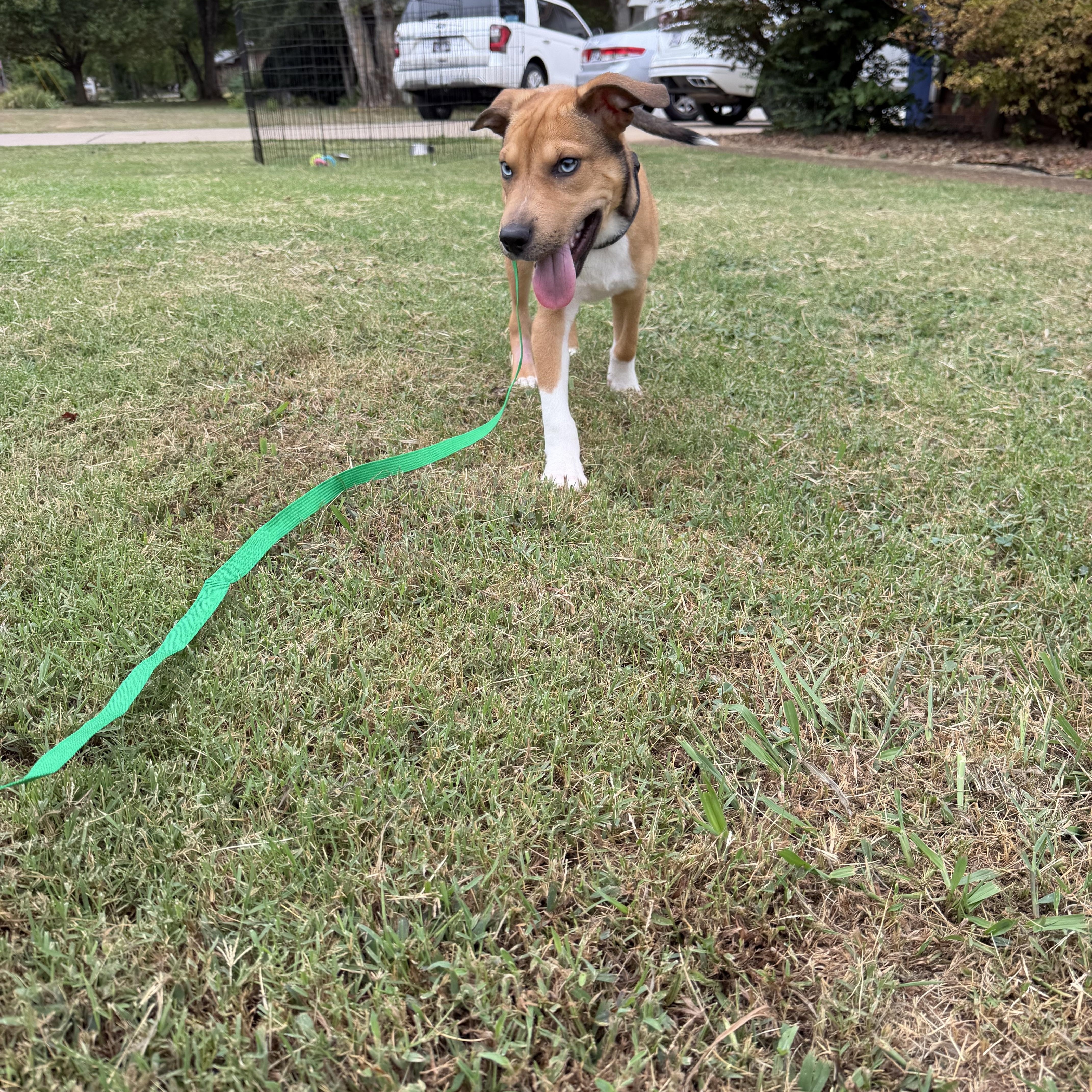 Enlarge Ringo, a Adopted mixed breed in Suffield, CT image 4/4