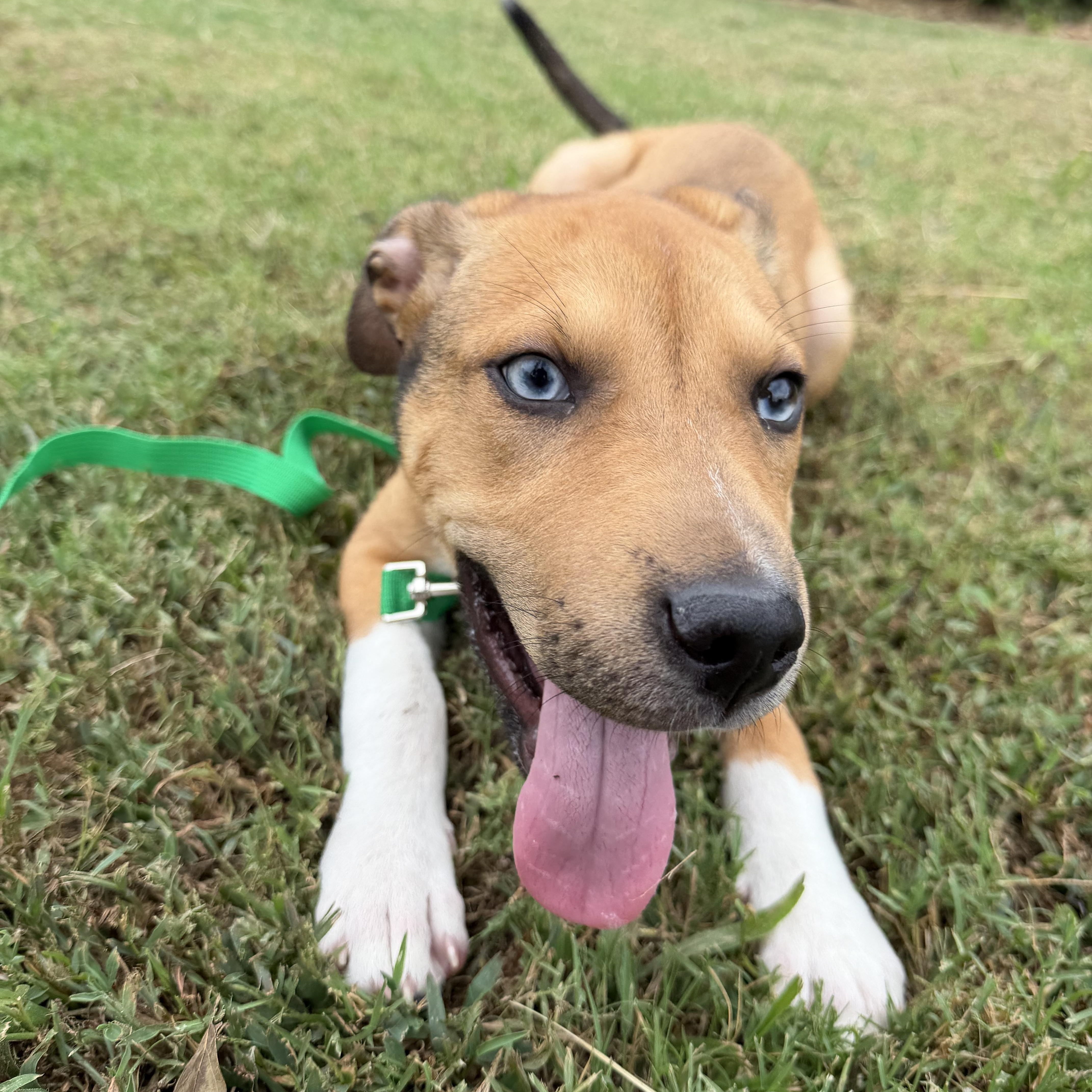 Enlarge Ringo, a Adopted mixed breed in Suffield, CT image 2/4
