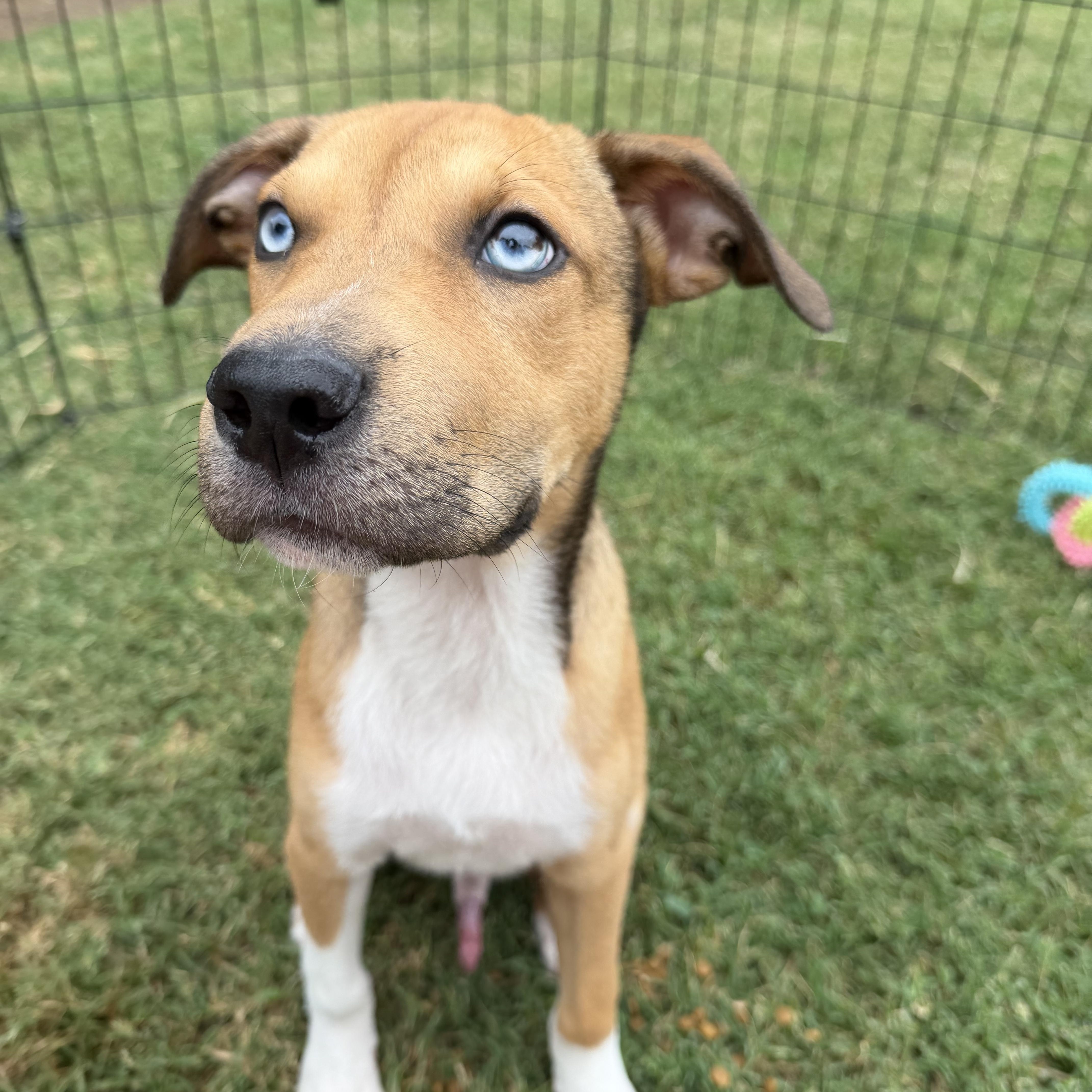 Ringo, Adopted, Young Male German Shepherd Dog.