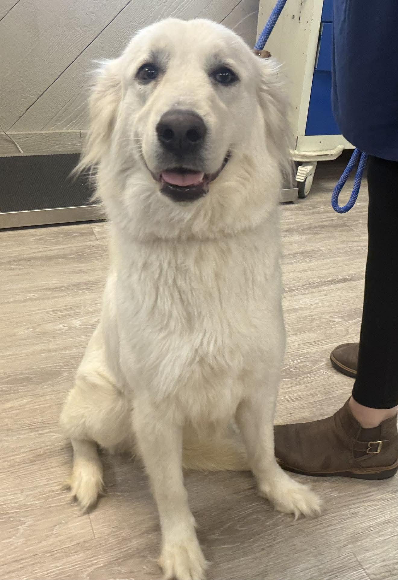 Enlarge June, an adopted mixed breed in Grand Forks, ND image 1/1