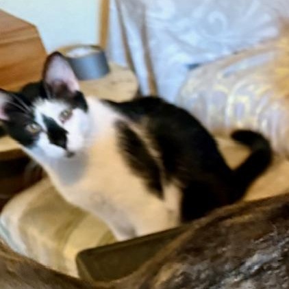 Maurice, a Adoptable Domestic Short Hair in Fort Worth, TX image 3/6