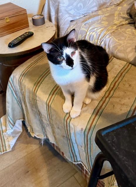 Maurice, Adoptable, Young Male Domestic Short Hair.