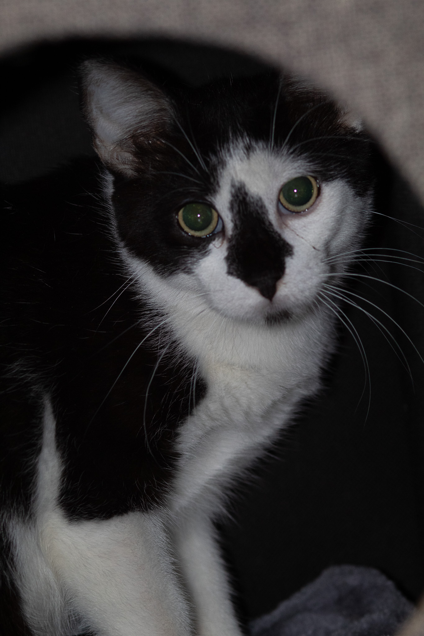 Maurice, a Adoptable Domestic Short Hair in Fort Worth, TX image 5/6