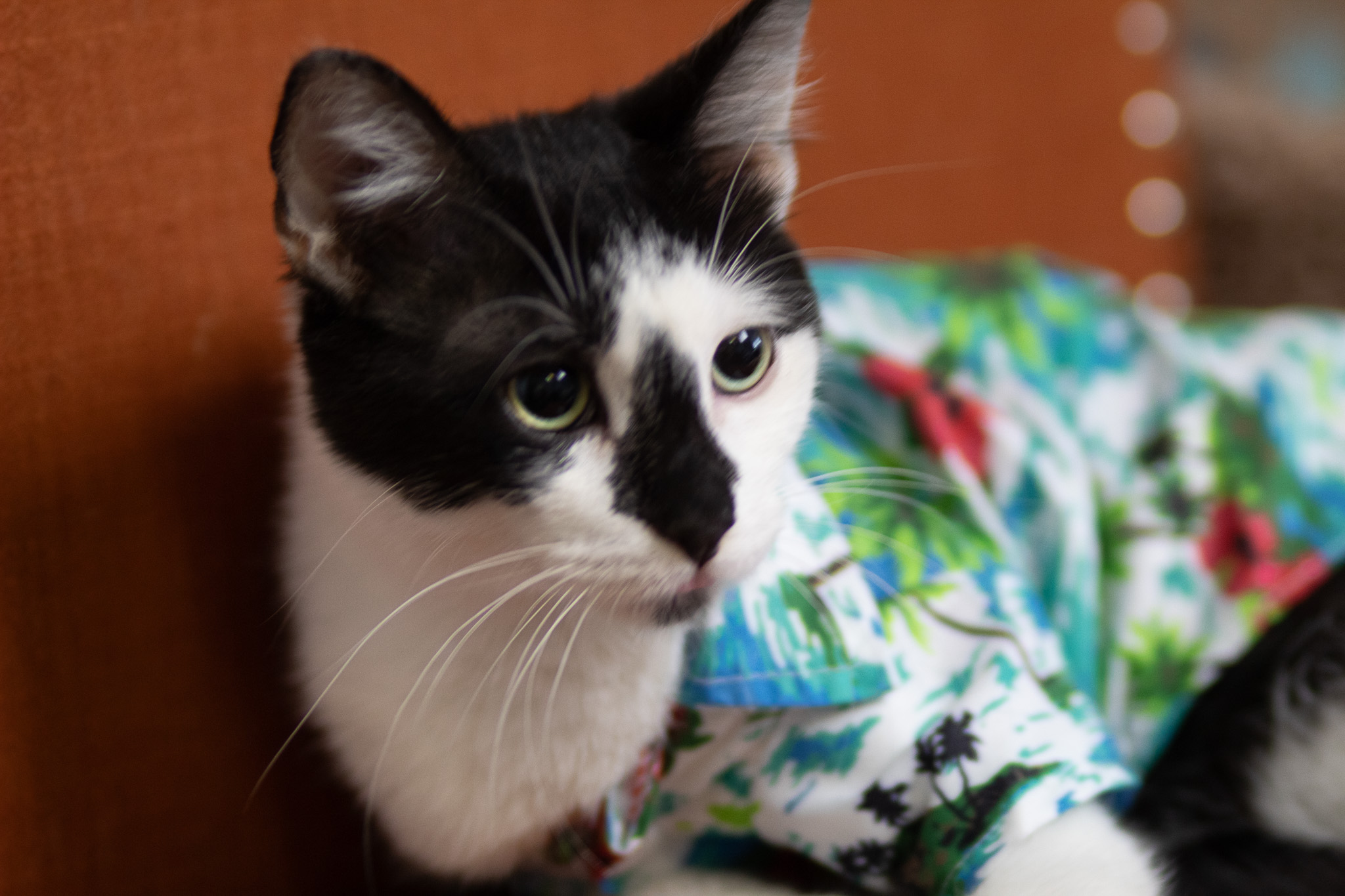 Maurice, a Adoptable Domestic Short Hair in Fort Worth, TX image 2/6
