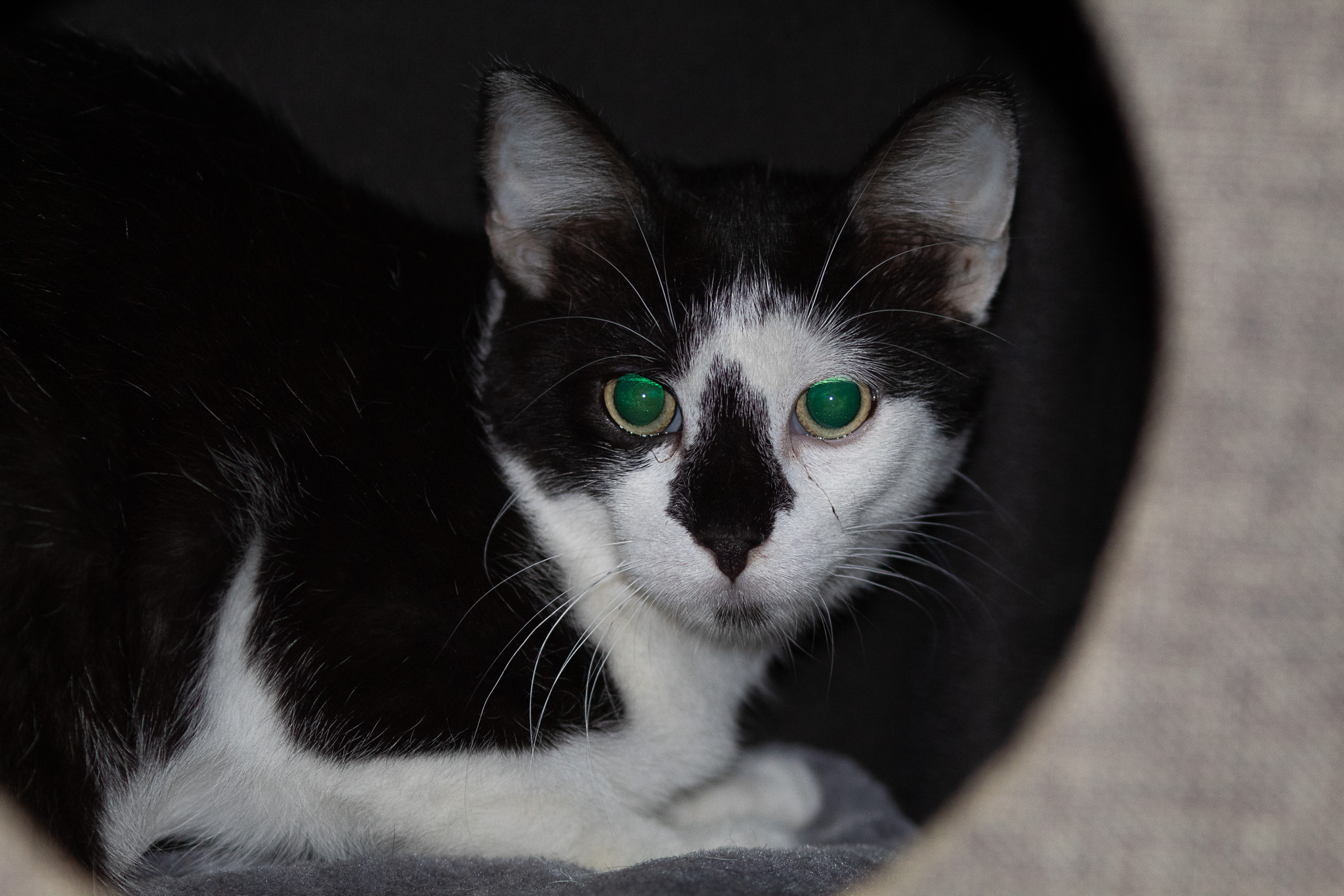 Maurice, a Adoptable Domestic Short Hair in Fort Worth, TX image 6/6