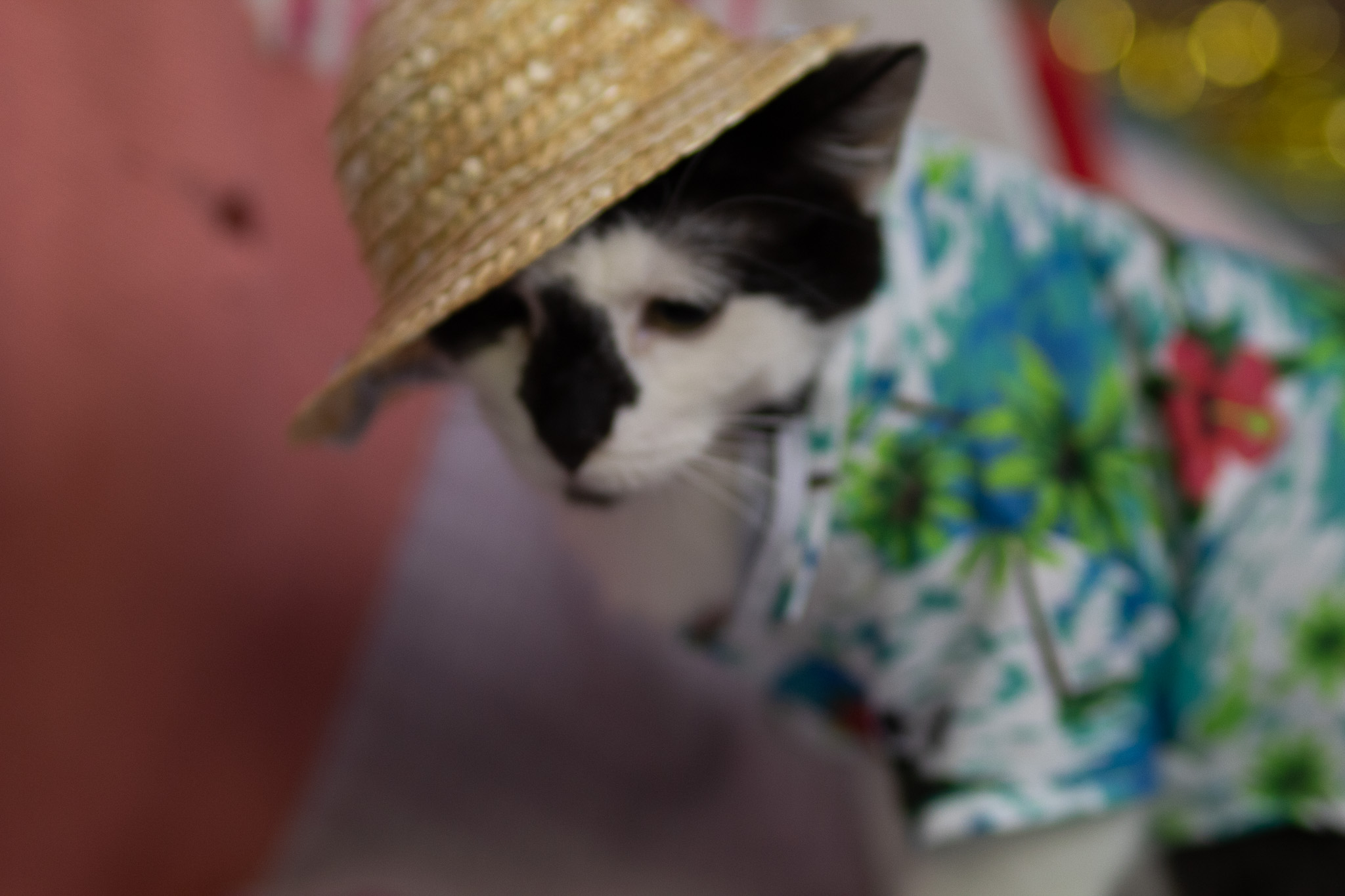 Maurice, a Adoptable Domestic Short Hair in Fort Worth, TX image 4/6