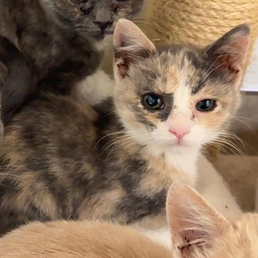 Enlarge Rose, a Adoptable mixed breed in Cambria, CA image 1/2