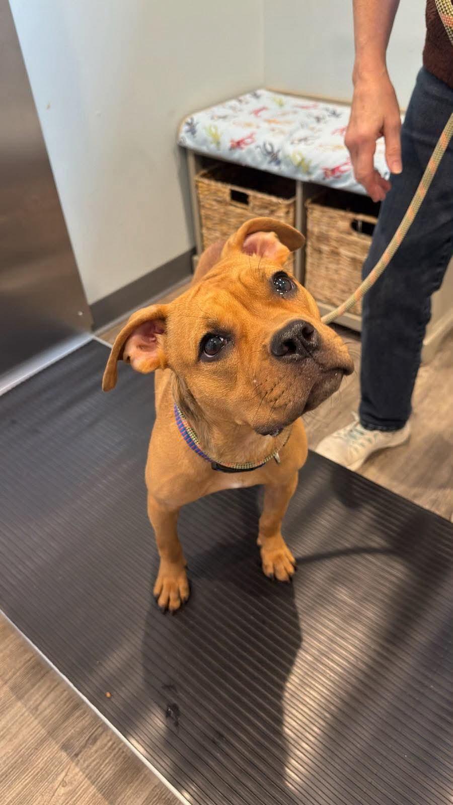 Enlarge Quinn, a Adoptable mixed breed in Jackson , NJ image 2/5