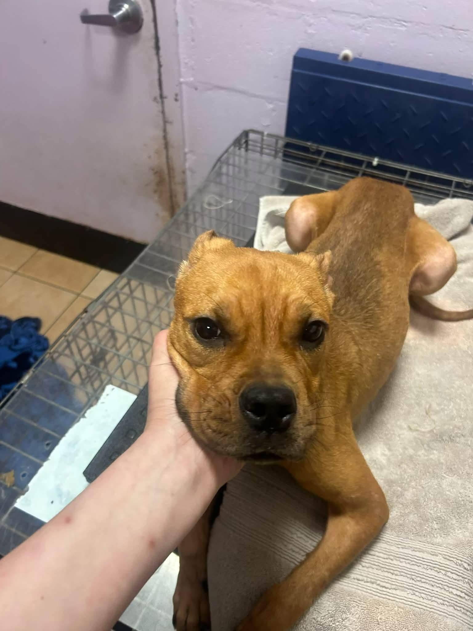 Enlarge Quinn, a Adoptable mixed breed in Jackson , NJ image 3/5