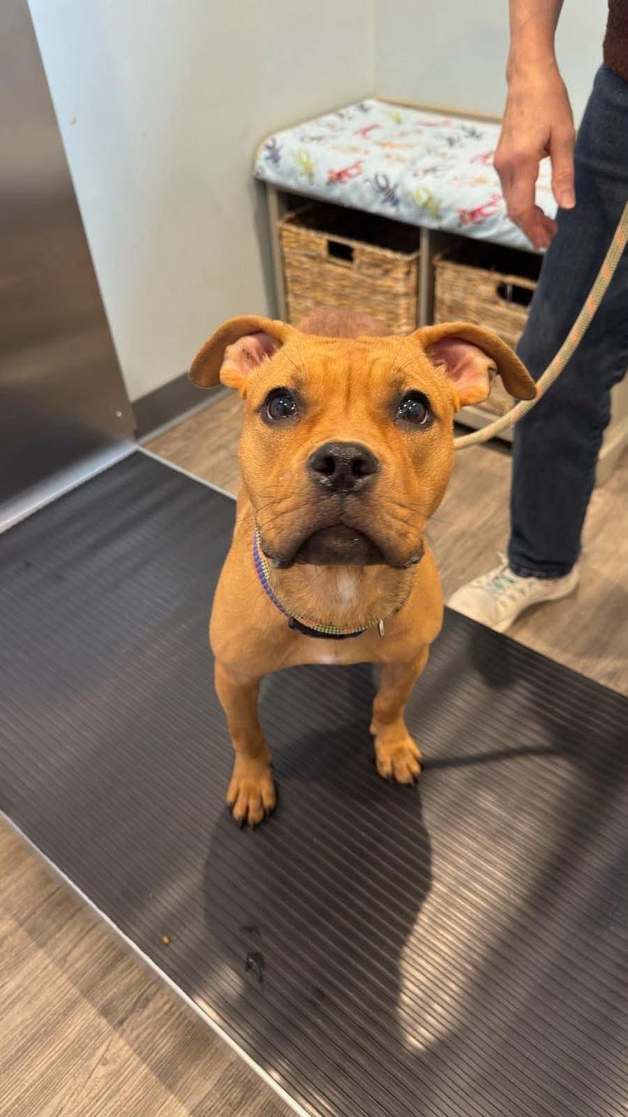 Quinn, Adoptable, Young Female Pit Bull Terrier.