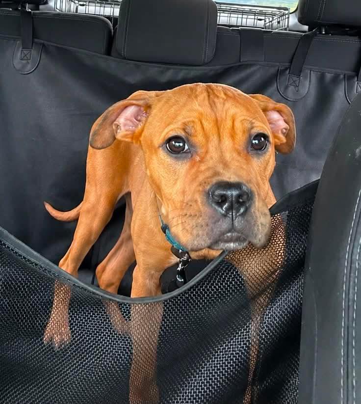 Enlarge Quinn, a Adoptable mixed breed in Jackson , NJ image 4/5