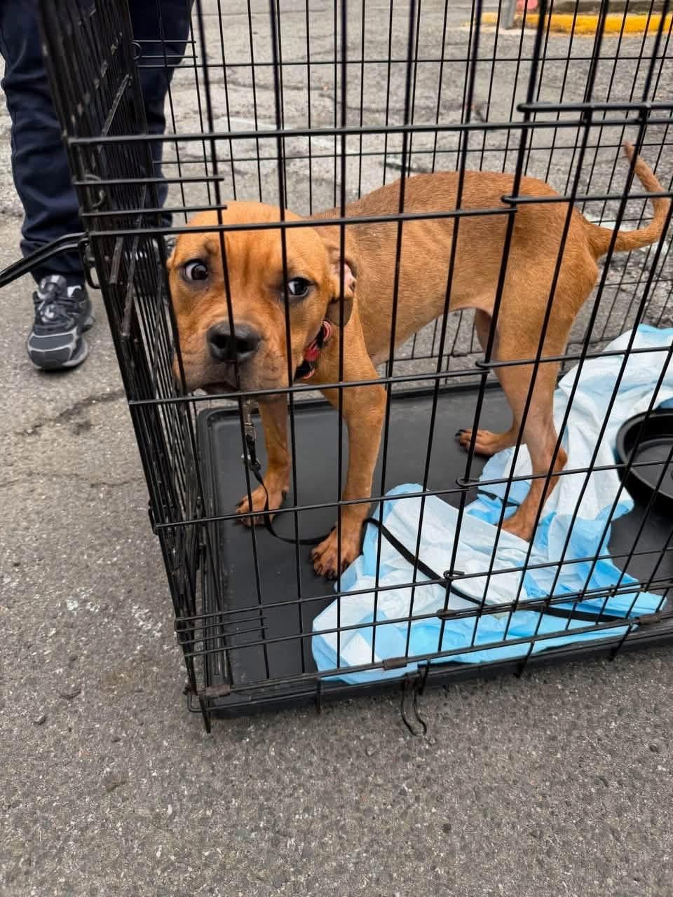 Enlarge Quinn, a Adoptable mixed breed in Jackson , NJ image 5/5