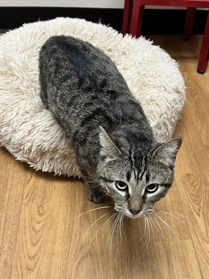 Enlarge Moorene 51983, a ADOPTABLE Domestic Short Hair in Oklahoma City, OK image 2/2