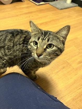 Enlarge Moorene 51983, a ADOPTABLE Domestic Short Hair in Oklahoma City, OK image 1/2