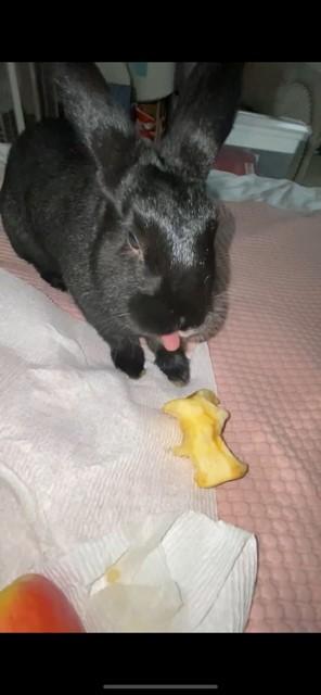 Enlarge Daisy*, a Adoptable mixed breed in Manassas Park, VA image 3/5