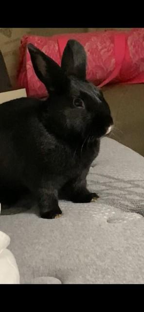 Daisy*, Adoptable, Adult Female Havana.