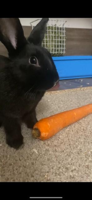 Enlarge Daisy*, a Adoptable mixed breed in Manassas Park, VA image 2/5