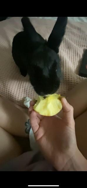 Enlarge Daisy*, a Adoptable mixed breed in Manassas Park, VA image 4/5