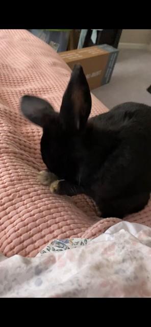 Enlarge Daisy*, a Adoptable mixed breed in Manassas Park, VA image 5/5