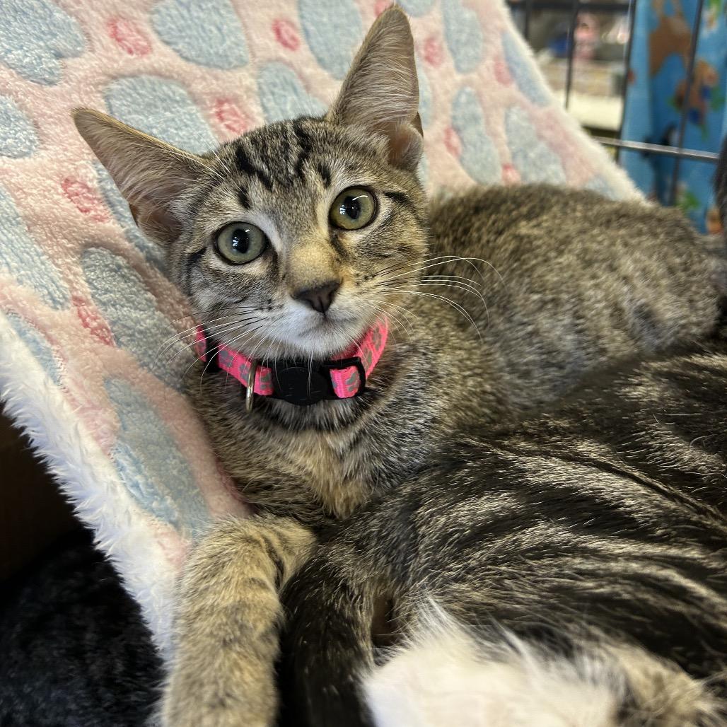 Enlarge Kathy, a Adoptable American Shorthair in Calimesa, CA image 1/4