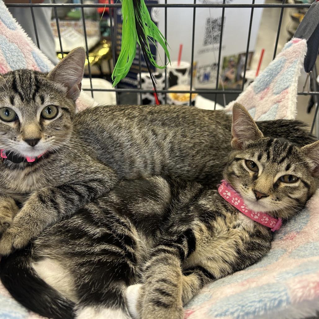 Enlarge Kathy, a Adoptable American Shorthair in Calimesa, CA image 3/4