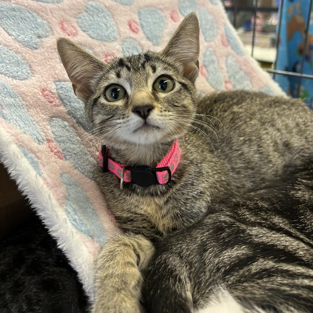 Enlarge Kathy, a Adoptable American Shorthair in Calimesa, CA image 4/4