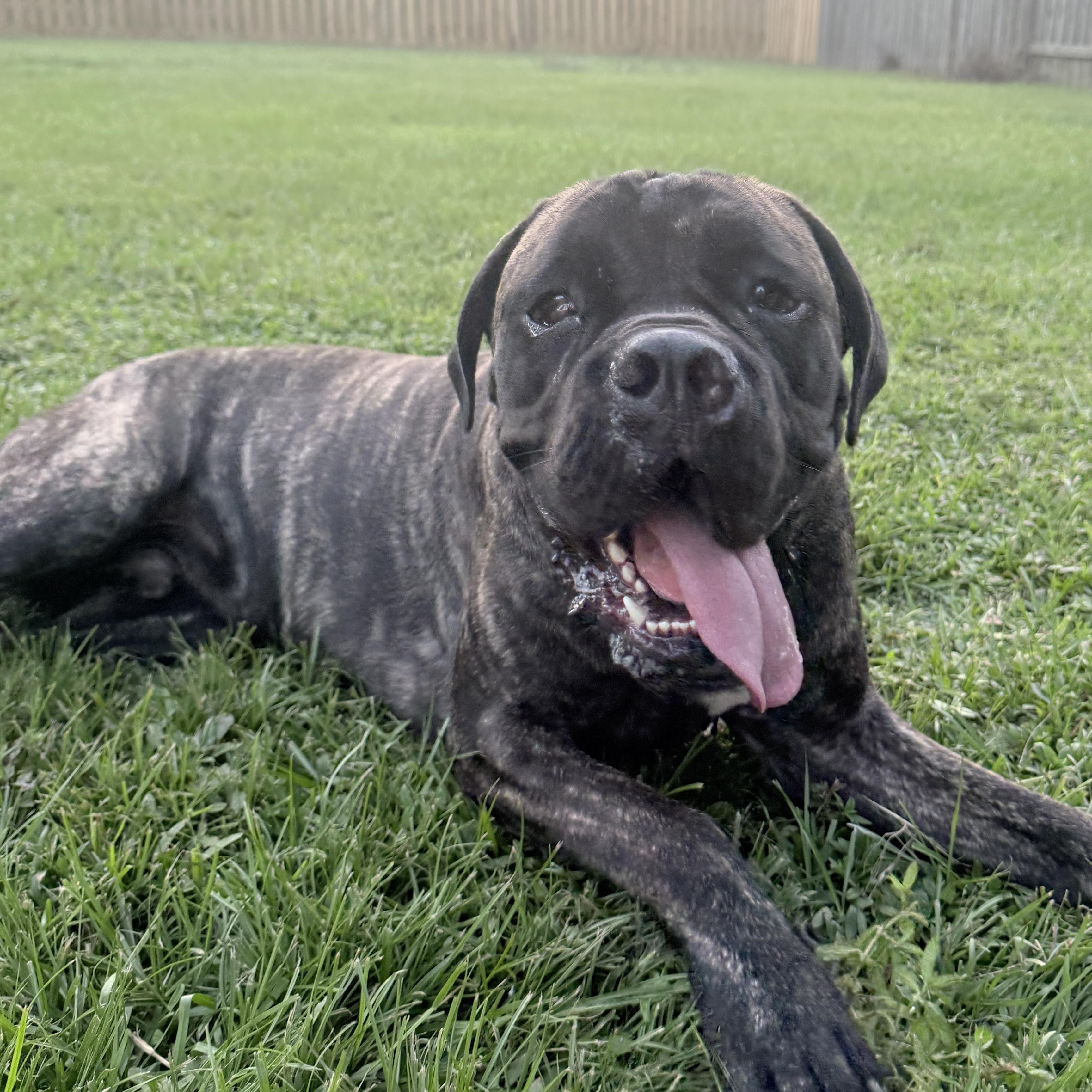 Dutch, Adoptable, Young Male Cane Corso.