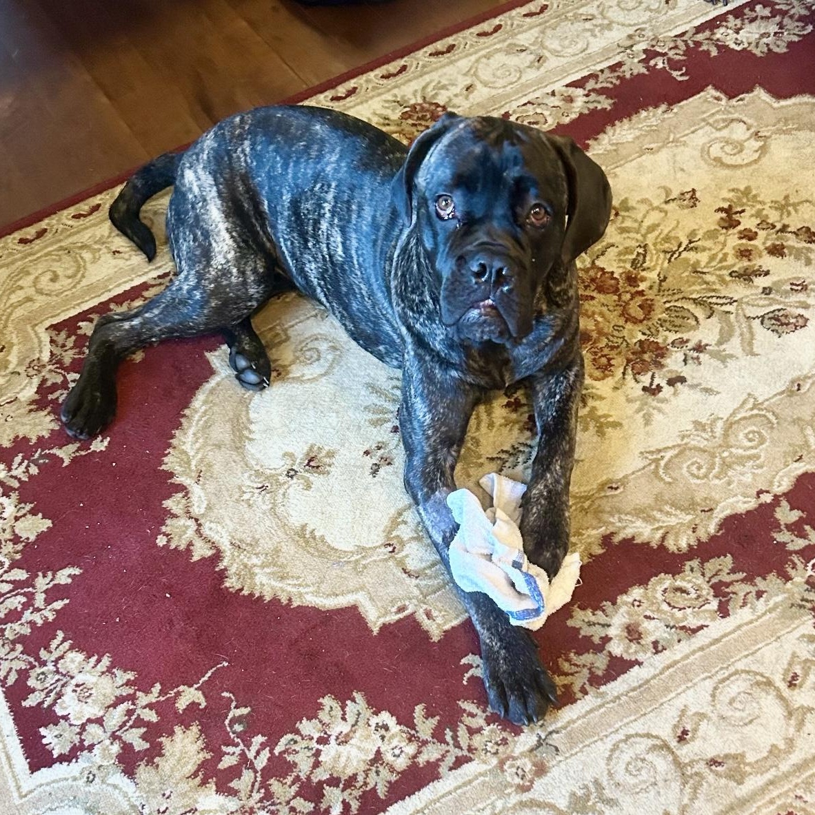 Enlarge Dutch, a Adoptable Cane Corso in New Orleans, LA image 4/5