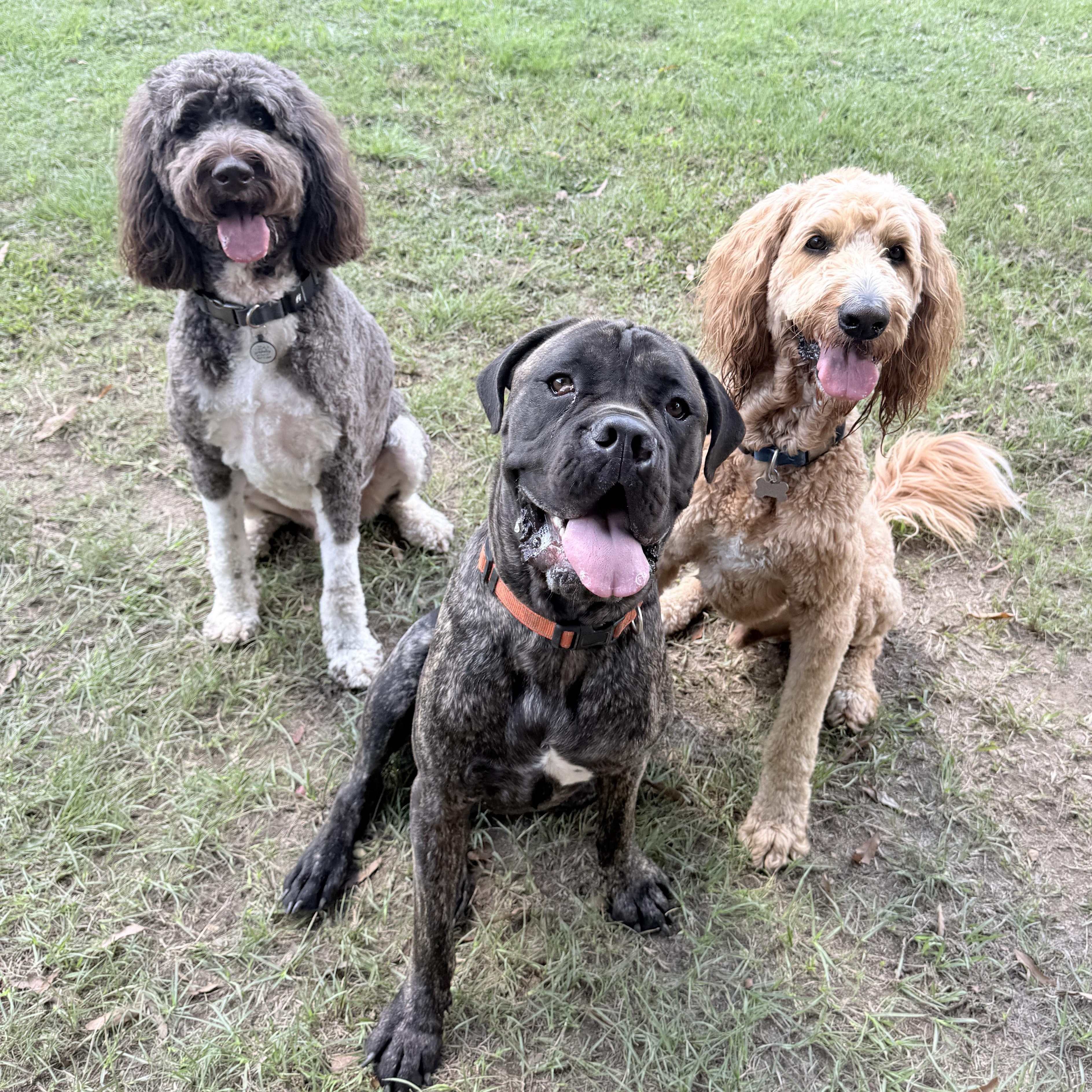 Enlarge Dutch, a Adoptable Cane Corso in New Orleans, LA image 2/5