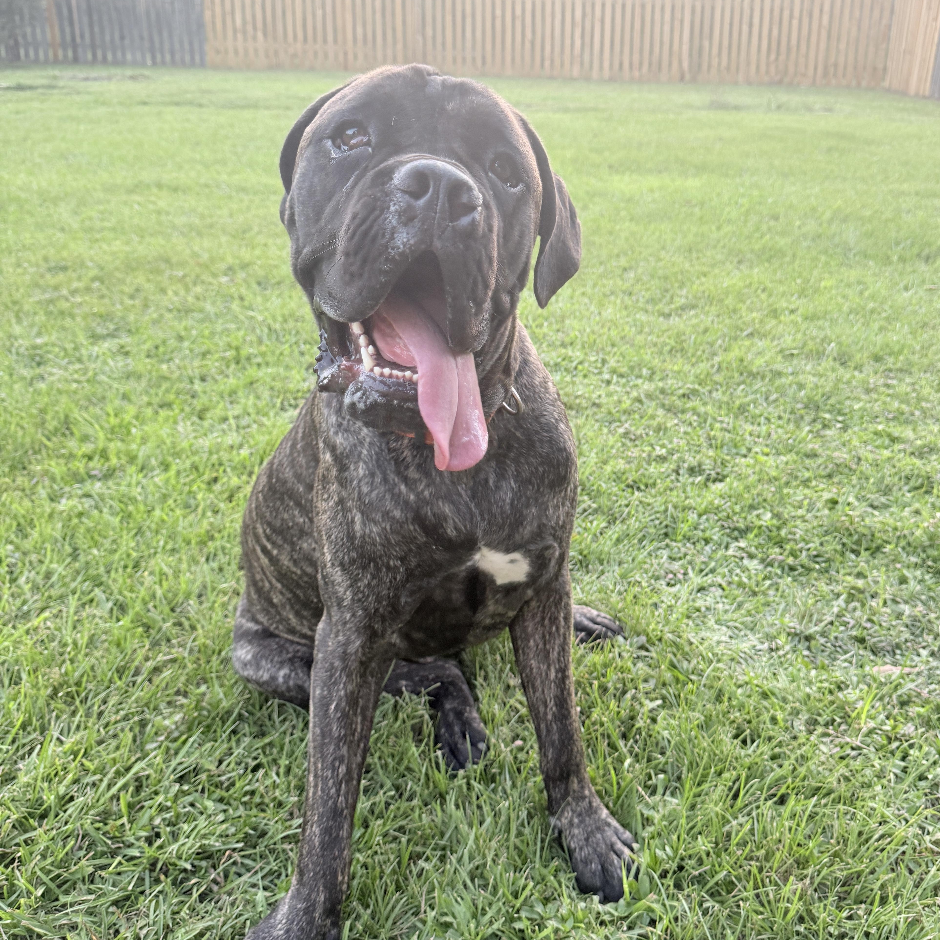 Dutch, Adoptable, Young Male Cane Corso.