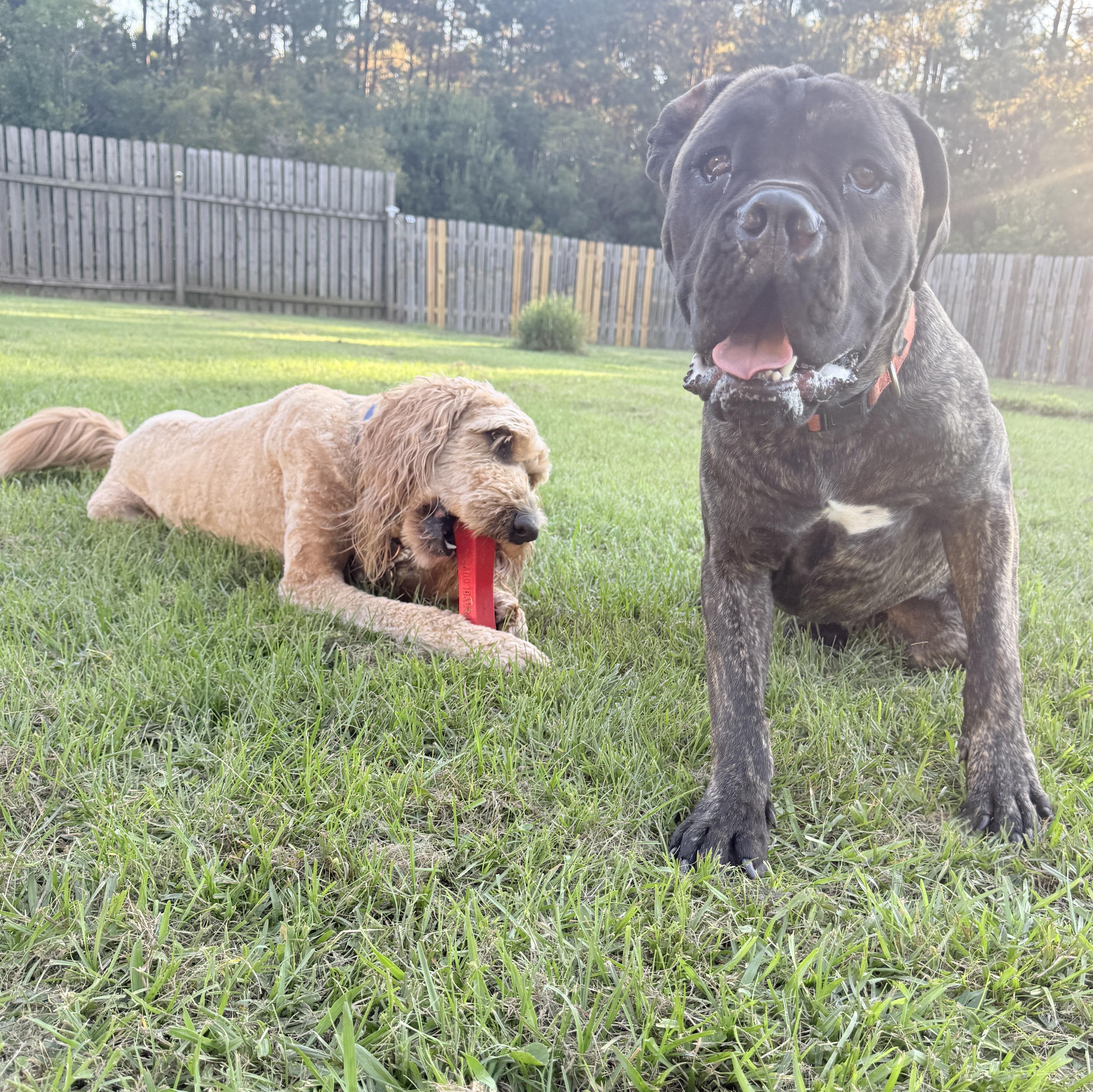 Enlarge Dutch, a Adoptable Cane Corso in New Orleans, LA image 5/5