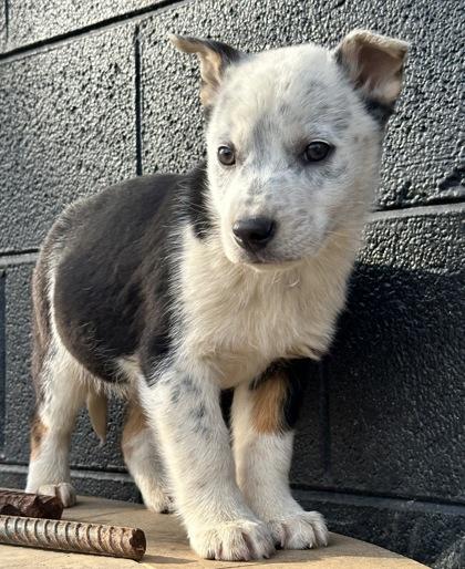 Cuttlefish, Adoptable, Puppy Male Australian Cattle Dog / Blue Heeler & Cattle Dog.