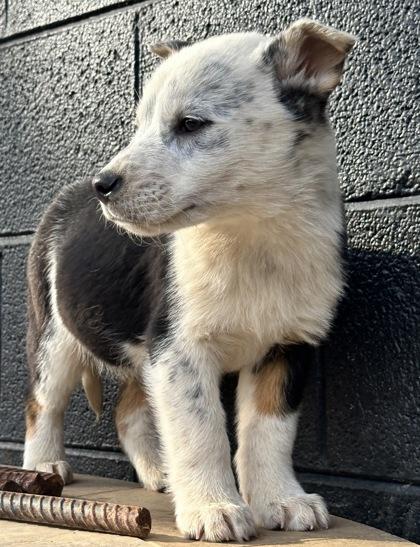Enlarge Cuttlefish, a Adoptable mixed breed in Wilkesboro, NC image 2/3