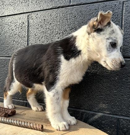 Enlarge Cuttlefish, a Adoptable mixed breed in Wilkesboro, NC image 3/3