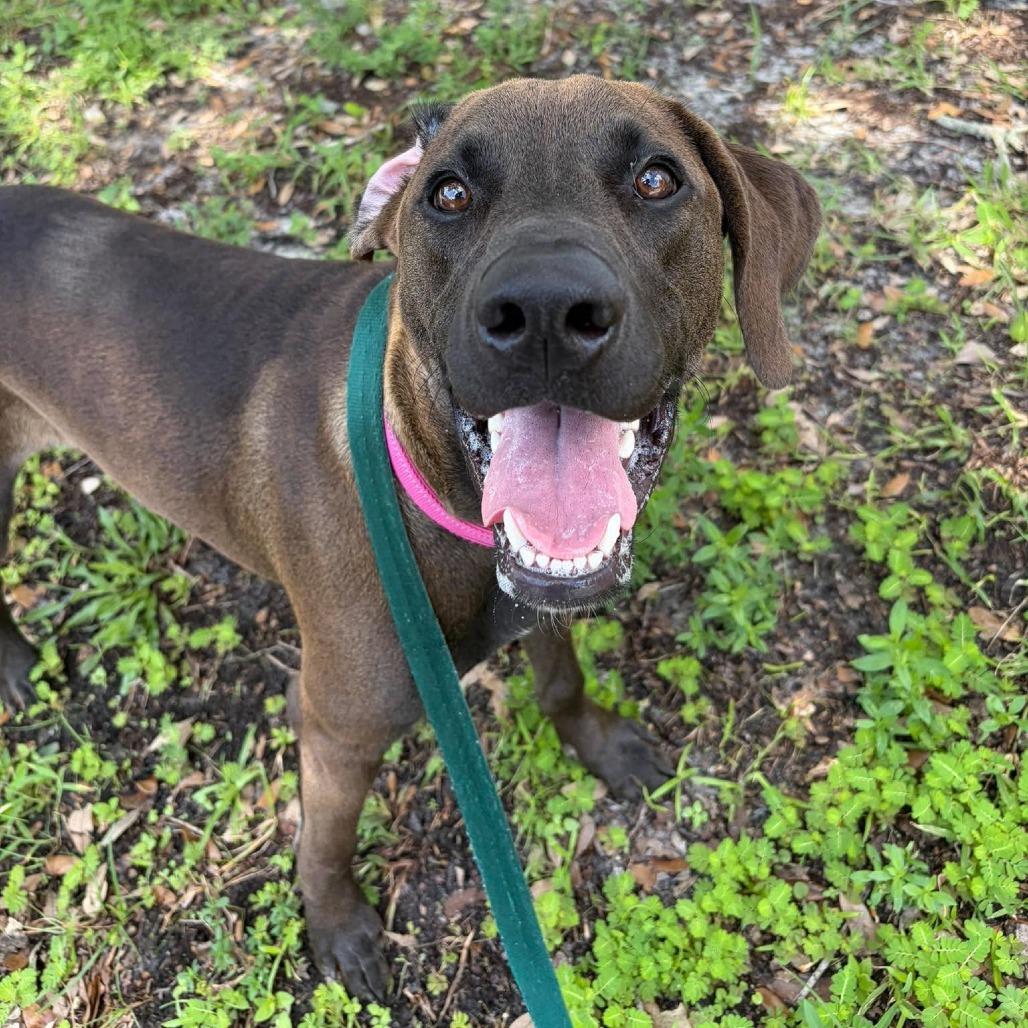 Enlarge Eddie (Lord), a Adoptable Hound in Seminole, FL image 1/4
